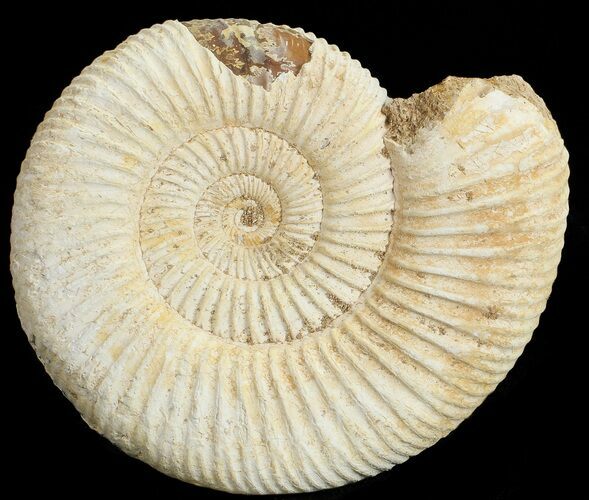 Perisphinctes Ammonite - Jurassic #68202